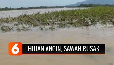 Dilanda Hujan dan Angin Kencang, Ratusan Hektar Sawah di Lampung Rusak