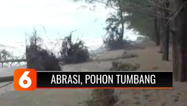 Ratusan Pohon Cemara di Pesisir Pantai di Padang Tumbang Seketika Akibat Abrasi