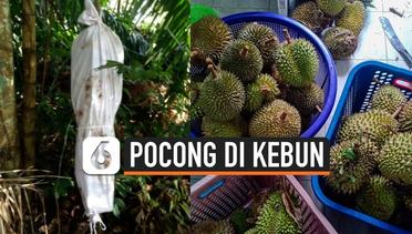 Gempar, Penampakan Pocong di Kebun Durian