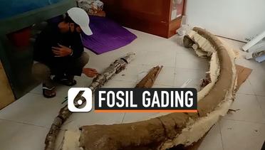 Fosil Gading Gajah Purba Usia 1,5 Juta Tahun Ditemukan di Pati