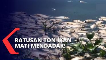 500 Ton Ikan di Danau Maninjau Mati Mendadak, Apa Penyebabnya?