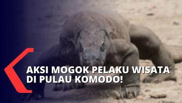 Buntut Naiknya Tarif Masuk Pulau Komodo, Pelaku Pariwisata Akan Mogok Beroperasi Hingga 31 Agustus!