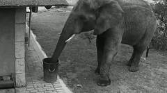 manusia jangan kalah sama gajah , yg punya tangan 2 , liat cara gajah itu mengambil sampah 