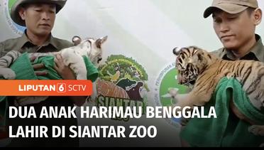 Gemas! Dua Anak Harimau Benggala Lahir di Siantar Zoo | Liputan 6