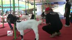Kontes piala raja dongkrak nilai kambing PE seharga sapi