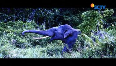 Aksi Kawanan Gajah Liar Resahkan Warga di Ogan Komering Ulu - Liputan6 Petang