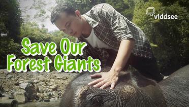Save Our Forest Giants
