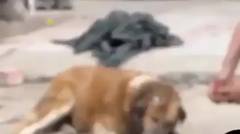 Kondisi Anjing Yang Diadopsi Dari Pinggir Jalan