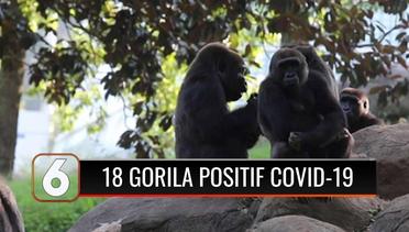 18 Gorila Terdeteksi Covid-19 di Kebun Binatang Atlanta Amerika Serikat | Liputan 6
