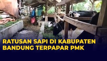 Jelang Idul Adha, Ratusan Sapi di Kabupaten Bandung Terpapar Penyakit Mulut dan Kuku