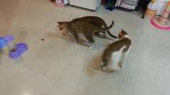 3 Ekor Kucing Main dengan Lipas