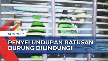 Penyelundupan Ratusan Ekor Burung Dilindungi dari Lampung Digagalkan Polisi!