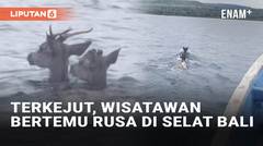 Bukan Lumba-Lumba, Wisatawan Malah Bertemu Dua Rusa di Tengah Selat Bali