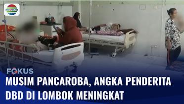Penderita DBD di Kabupaten Lombok Meningkat Capai Ratusan Orang | Fokus
