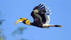 Burung Enggang,Lambang Kebesaran Pulau Kalimantan
