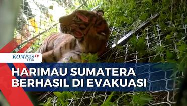 Harimau Sumatera di Aceh Selatan Berhasil di Evakuasi