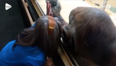 Reaksi Tak Terduga Orangutan Saat Dicium Wanita