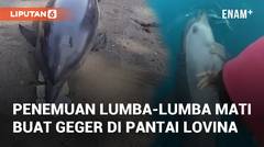 Viral Penemuan Lumba-Lumba Mati Buat Geger Masyarakat di Pantai Lovina