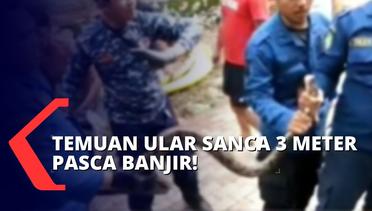 Petugas Damkar Evakuasi Ular Sanca dari Saluran Air Warga saat Bersih-bersih Sisa Banjir!