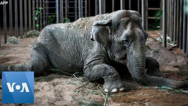 Rescued Circus Elephant Ramba Arrives at Brazil Sanctuary