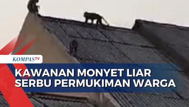 Kawanan Monyet Liar Serbu Permukiman Warga di Kawasan Cipayung Jakarta Timur