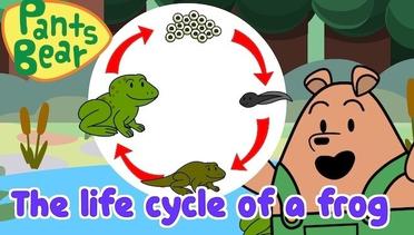 Life Cycle of A Frog | Siklus hidup katak