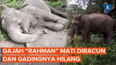 Gajah di TN Tesso Nilo Riau Mati Diracun, Gadingnya Hilang