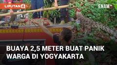 Viral Buaya 2,5 Meter Muncul Dan Buat Panik Warga di Kota Yogyakarta