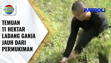 Polisi Temukan 11 Hektar Ladang Ganja di Pegunungan Bukit Barisan Sumut | Patroli