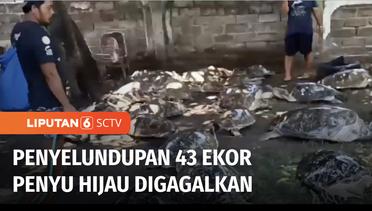 TNI AL Gagalkan Penyelundupan 43 Ekor Penyu yang Akan Diperjualbelikan di Jembrana | Liputan 6