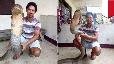 Ular King Cobra raksasa langka dari Kalimantan, sudah dilepas ke alam - TomoNews