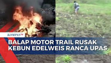 Balap Motor Trail Rusak Kebun Bunga Rawa Edelweis di Ranca Upas, Petani Murka!