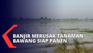 Tiga Kecamatan di Brebes Terendam Banjir, Petani Bawang Merah Terancam Gagal Panen