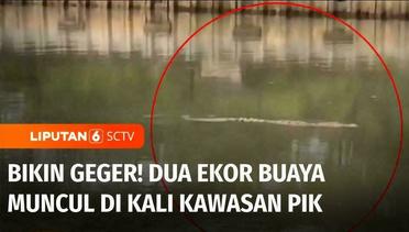 Bikin Geger Warga! Dua Ekor Buaya Muncul di Kali Pantai Indah Kapuk, Jakarta Utara | Liputan 6