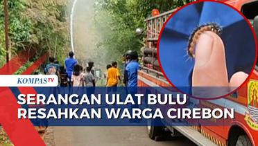 Damkar Basmi Serangan Ulat Bulu yang Meresahkan Warga di Cirebon