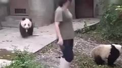 Panda Ikutin Ibunya 