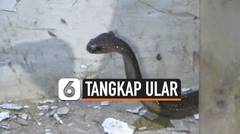 Detik-Detik Pawang Ular Tangkap King Kobra di Bekasi