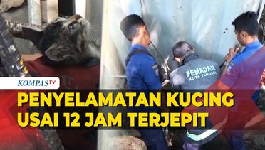 Detik-Detik Penyelamatan Anak Kucing Usai Terjepit 12 Jam di Tembok