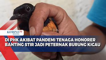 Di Phk Akibat Pandemi, Tenaga Honorer Banting Stir Jadi Peternak Burung Kicau