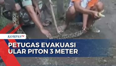 Mangsa Ternak Warga, Petugas Evakuasi Ular Piton 3 Meter di Jember