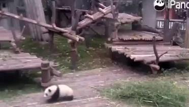Video Anak Panda Nakal Ini Ditonton 163 Juta Kali
