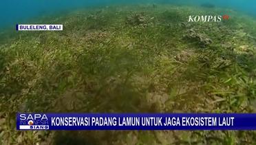 Upaya Konservasi Ekosistem Padang Lamun di Pantai Penimbangan Buleleng Bali