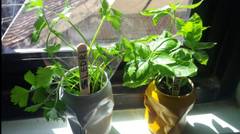 How to Make an Indoor Herb Garden from Cola Can [ Cara membuat Indoor garden dari kaleng]