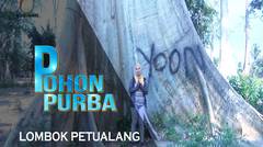 POHON PURBA - Pohon Raksasa Segudang Cerita || Lombok Petualang