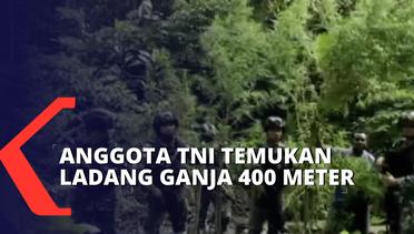 Anggota TNI Temukan Ladang Ganja Seluas 400 Meter di Papua