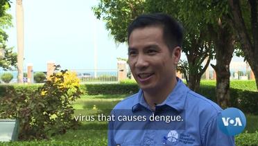 Scientists Enlist Bacteria to Help Fight Dengue Virus