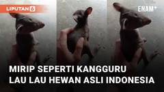 Mirip Seperti Kangguru, Ini Dia Lau Lau Hewan Asli Indonesia