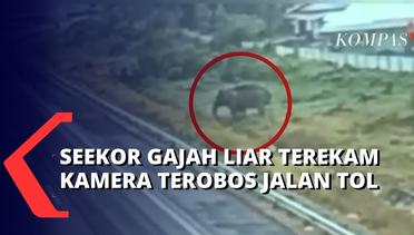 Seekor Gajah Liar Terekam Kamera Warga, Sedang Melintas di Jalan Tol Pekanbaru-Dumai