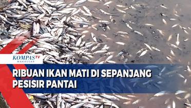 Ribuan Ikan Mati Ditemukan Di Sepanjang Pesisir Pantai