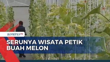 Wisata Petik Buah di Malang, Cicipi Melon Langsung dari Kebun